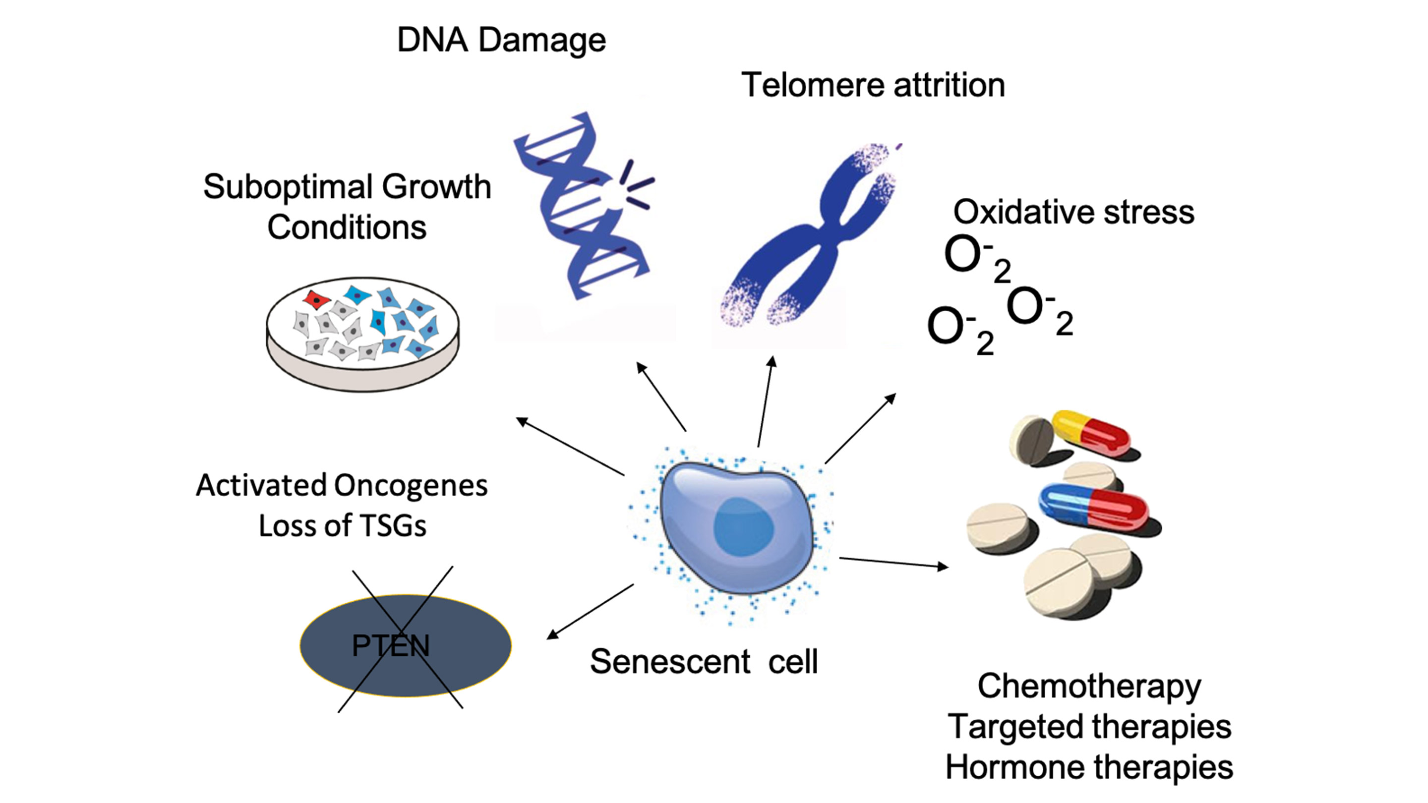 Senescence and Senolytics Biology Diagrams