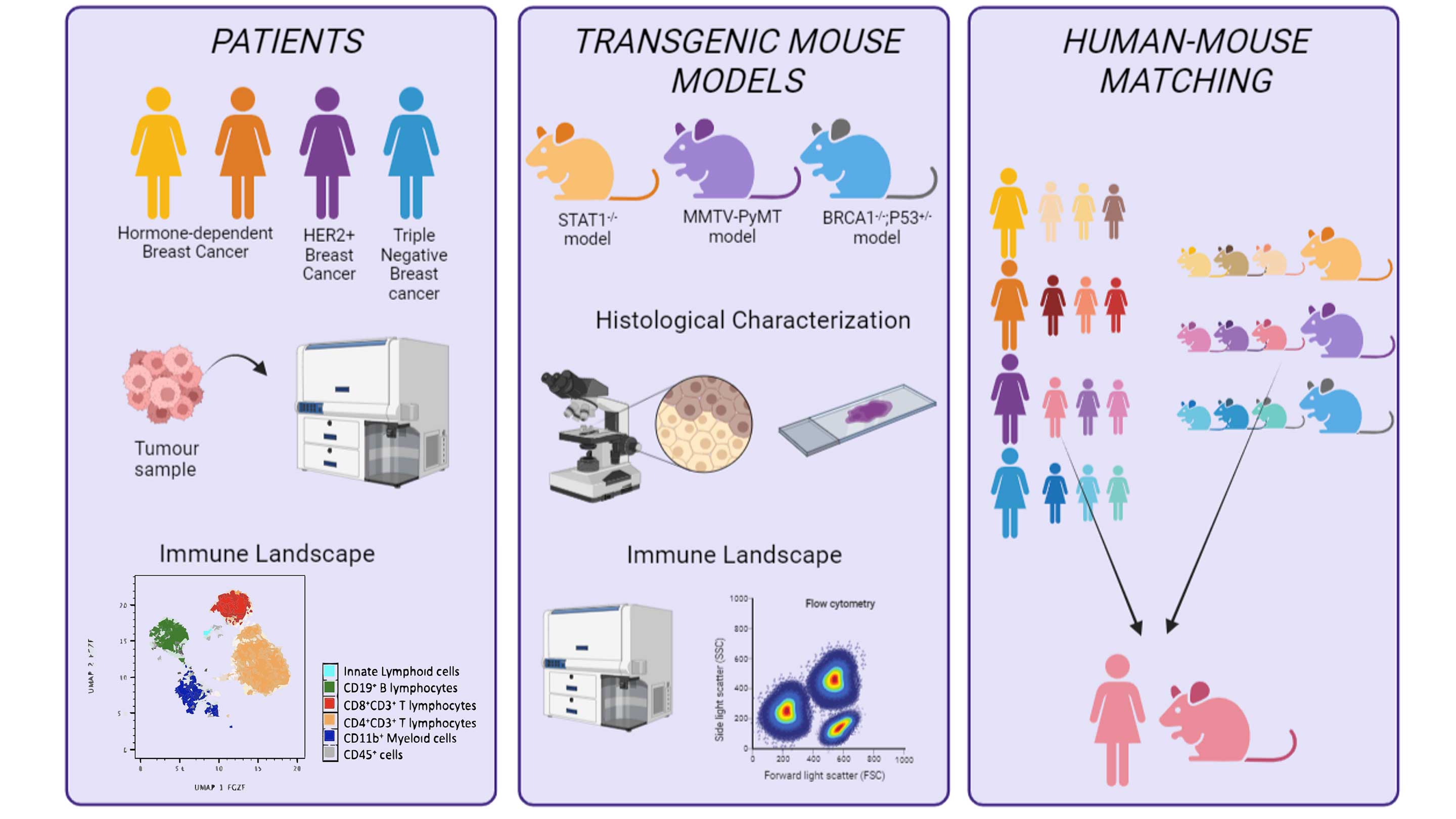 Research Project - A Co-clinical Approach To Study The Immune Evolution ...