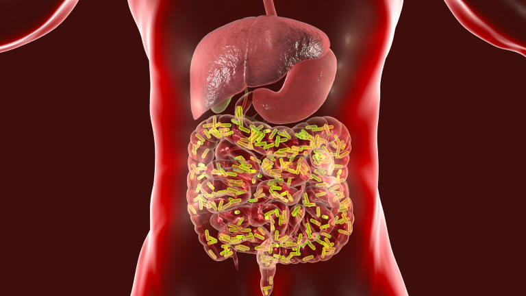 Intestinal bacteria mechanism discovered at the IOR that could improve prostate cancer therapy