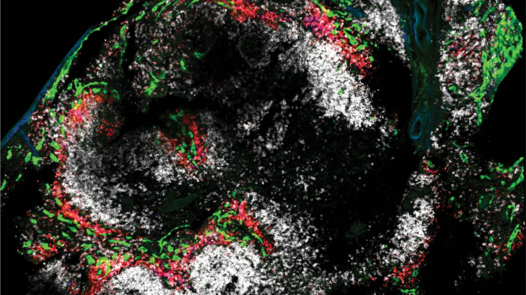 Microscopy
