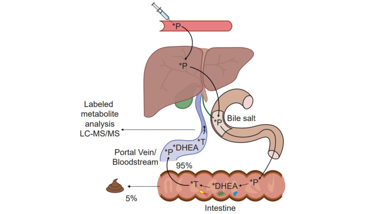 /alimonti-research-area-microbiota.jpg